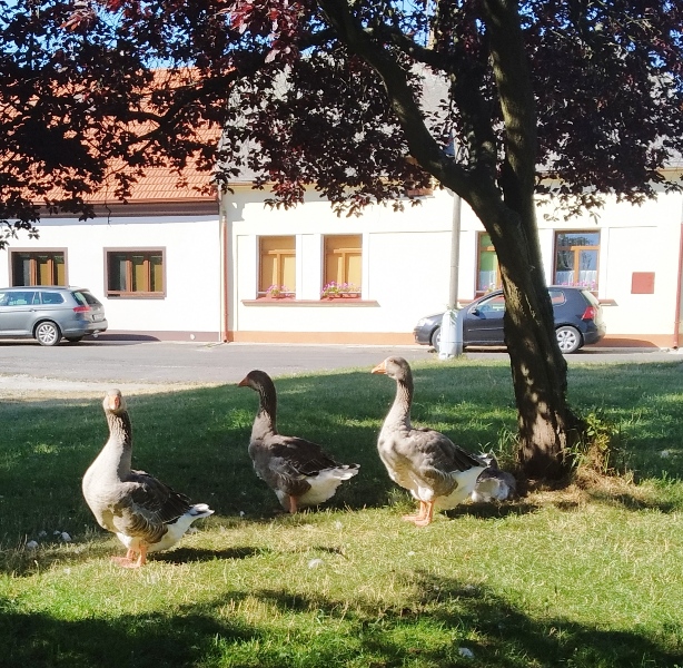 58 - Čt - s husami se musíme domluvit, zda nás pustí k řece